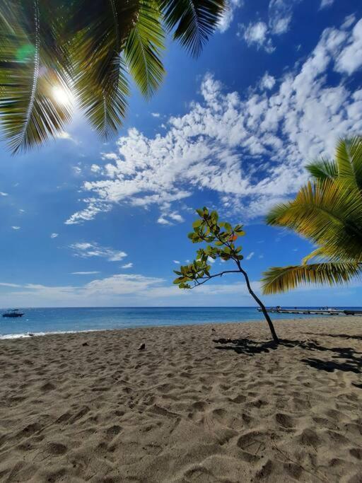 Ti Sucrier Jaune - Douceur Caraibe Vue Mer Le Carbet Exterior foto